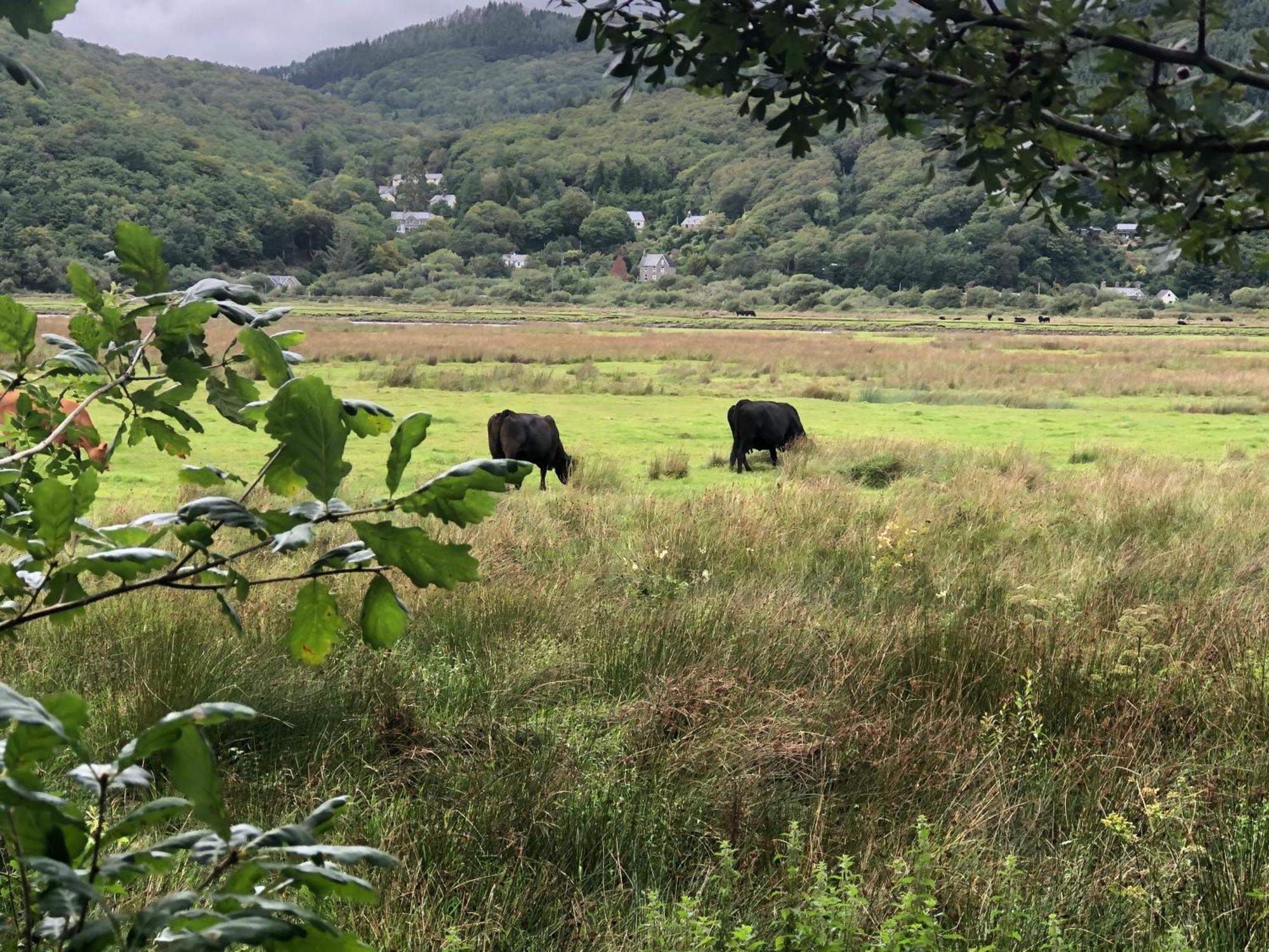 Вілла Snowdonia Mawddach Escape Долгелай Екстер'єр фото